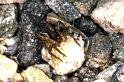 Pirata_piraticus_P1434_Z_75_Halfweg_Nederland