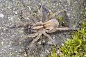 Trochosa_ruricola_D3313_Z_88_-_Nederland