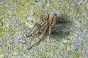 Trochosa_ruricola_D3314_Z_82_-_Nederland