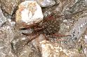 Trochosa_terricola_F0042_Z_90_-_Frankrijk