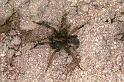 Trochosa_terricola_F0918_Z_84_Ede_Nederland