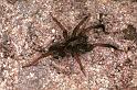 Trochosa_terricola_F0921_Z_79_Ede_Nederland