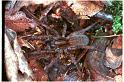 Trochosa_terricola_RF0067_O_78_Veenendaal_Nederland