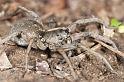 ZZ_ZZ270_D2500_Z_88_-_Australie