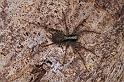 ZZ_ZZXYX_D4301_Z_88_Waterleidingduinen_Nederland