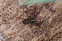 ZZ_ZZXYX_D4302_Z_87_Waterleidingduinen_Nederland