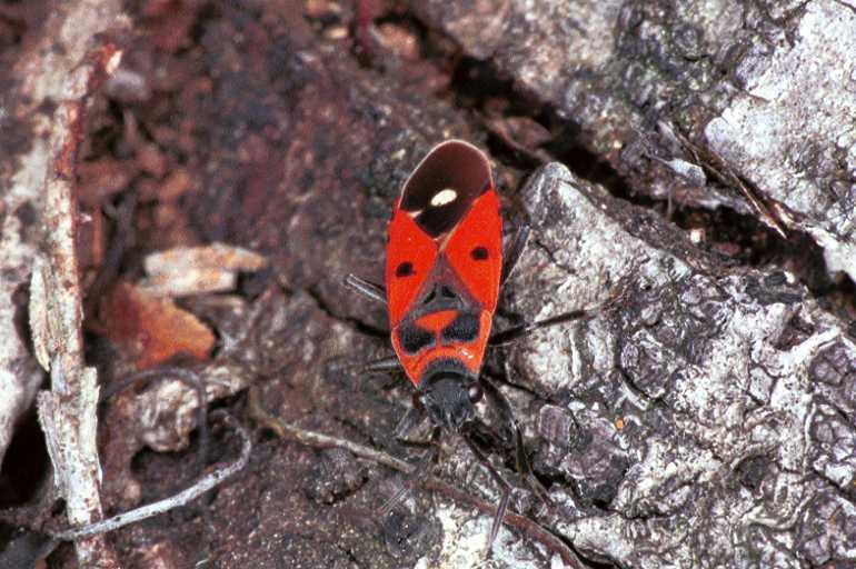 Melamocoryphus_albomaculata_F1361_Z_78_Fraisse-Cabardes_Frankrijk.jpg