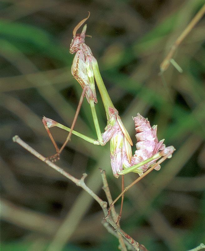 Empusa_pennata_F1366_Z_88_Fraisse-Cabardes_Frankrijk.jpg