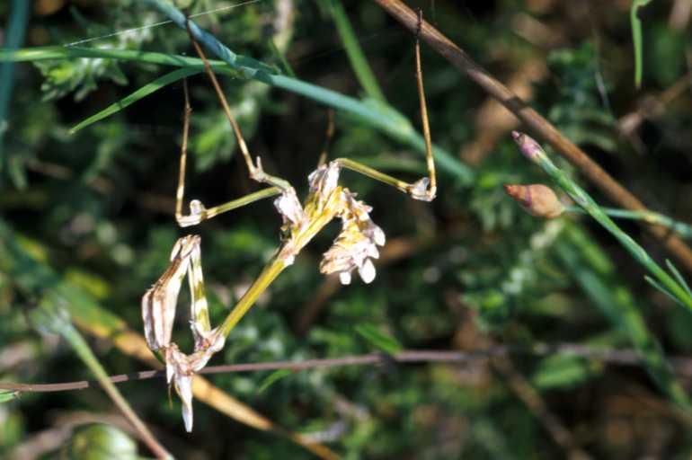 Empusa_pennata_P1280_Z_75_Kalamata_Griekenland.jpg