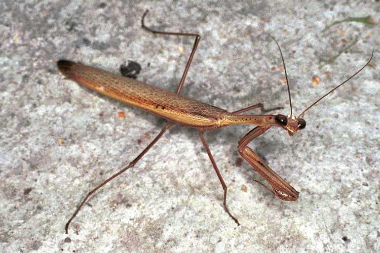 Mantis_ZZXYX_F0712_Z_84_Giru_Australie.jpg