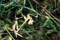 Empusa_pennata_P1280_Z_75_Kalamata_Griekenland