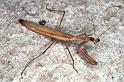 Mantis_ZZXYX_F0712_Z_84_Giru_Australie