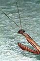Mantis_ZZXYX_RF0115_O_75_Brisbane_Australie