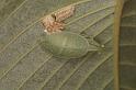 ZZ_ZZXYX_D5463_Z_90_Yungaburra_Australie