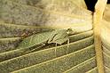 ZZ_ZZXYX_D5464_Z_90_Yungaburra_Australie