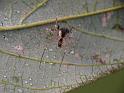 Australomimetus_ZZXYX_D6736_Z_87_Brisbane_Australie