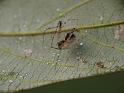 Australomimetus_ZZXYX_D6737_Z_87_Brisbane_Australie