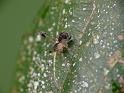 Australomimetus_ZZXYX_D6738_Z_88_Brisbane_Australie