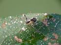Australomimetus_ZZXYX_D6739_Z_88_Brisbane_Australie