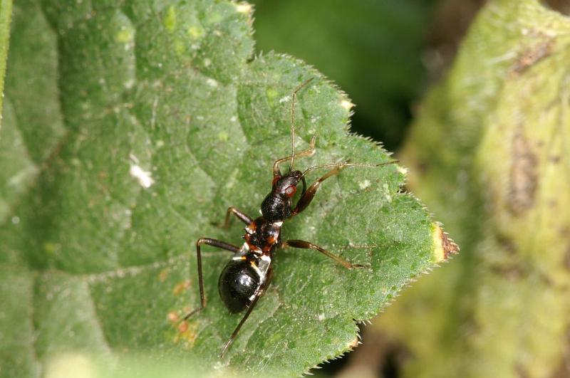 Miris_striatus_D7459_O_88_Lapalisse_Frankrijk.jpg