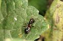 Miris_striatus_D7459_O_88_Lapalisse_Frankrijk