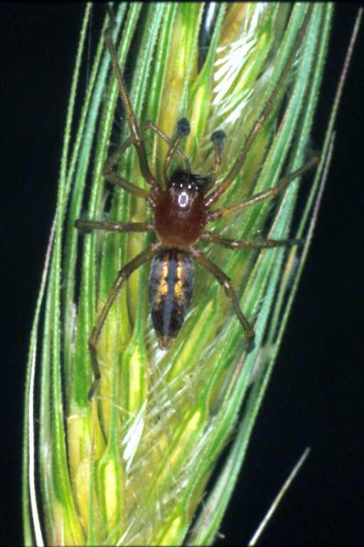 Cheiracanthium_ZZ157_P1306_D_80_Kalamata_Griekenland.jpg