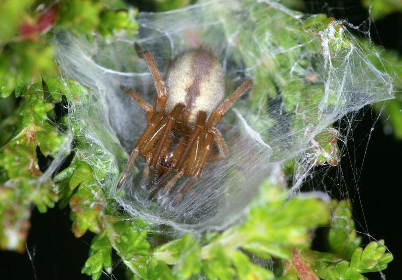 Cheiracanthium_erraticum_D4443_Z_88_Belversven_Nederland.jpg