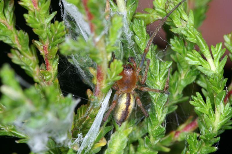 Cheiracanthium_erraticum_D4444_Z_88_Belversven_Nederland.jpg