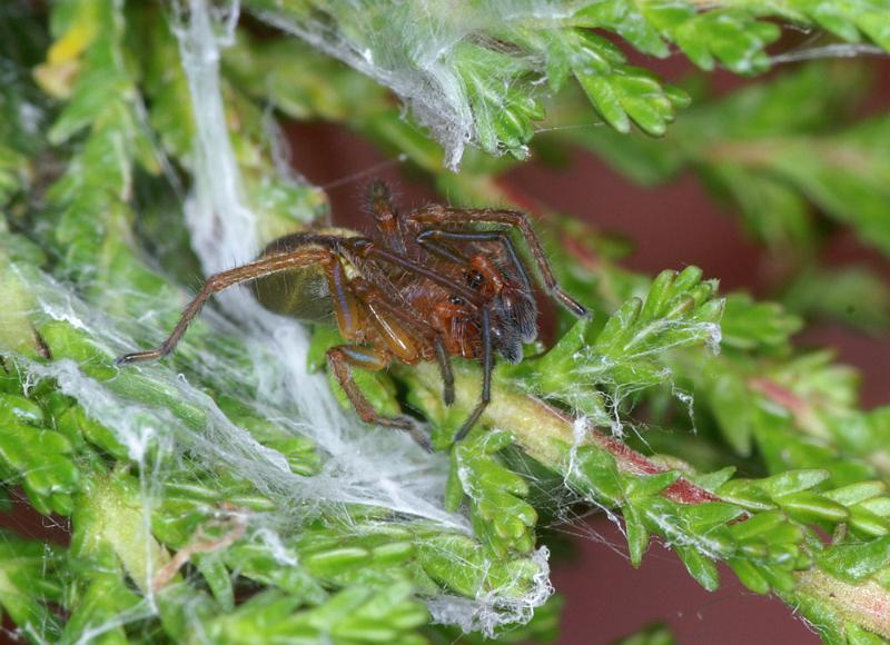 Cheiracanthium_erraticum_D4445_Z_88_Belversven_Nederland.jpg