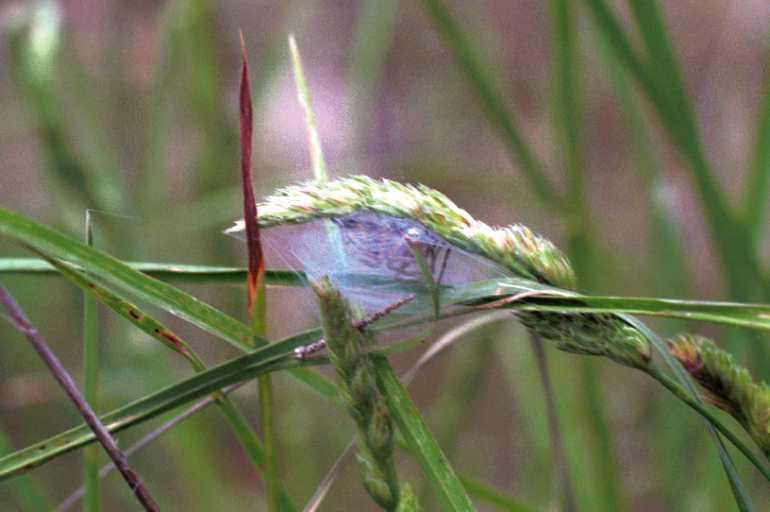 Cheiracanthium_erraticum_F1033_Z_75_Soube_Frankrijk.jpg