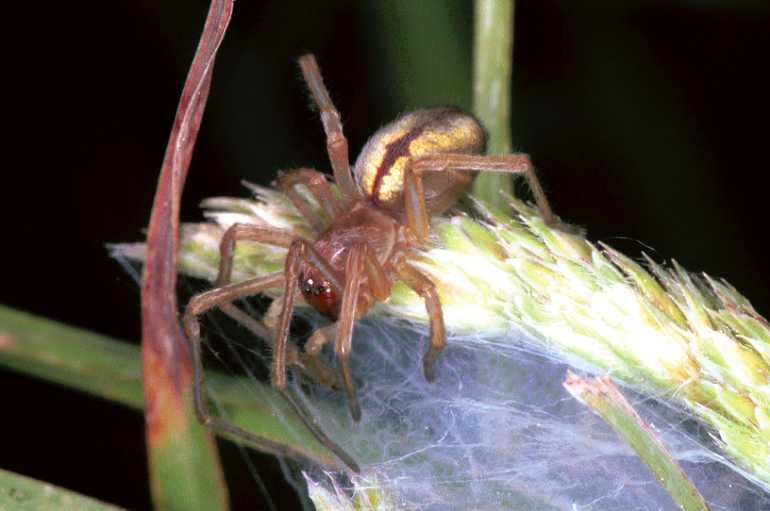 Cheiracanthium_erraticum_F1036_Z_80_Soube_Frankrijk.jpg