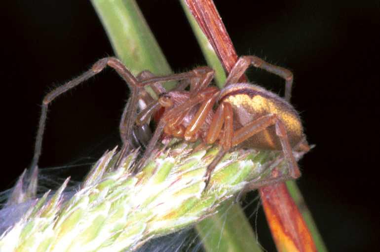 Cheiracanthium_erraticum_F1037_Z_80_Soube_Frankrijk.jpg