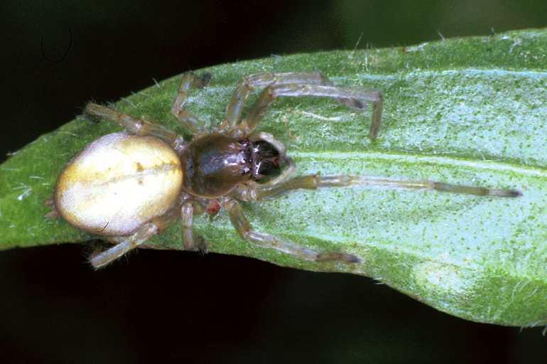 Cheiracanthium_erraticum_F1189_Z_81_Laprade_Frankrijk.jpg