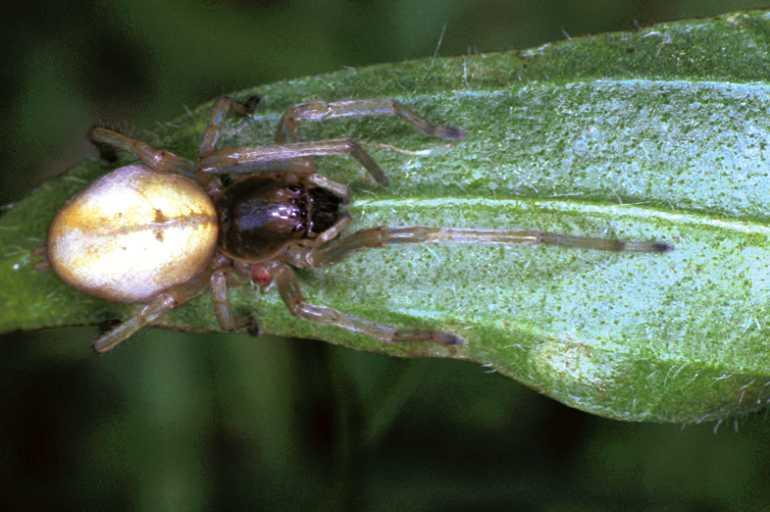 Cheiracanthium_erraticum_F1190_Z_78_Laprade_Frankrijk.jpg