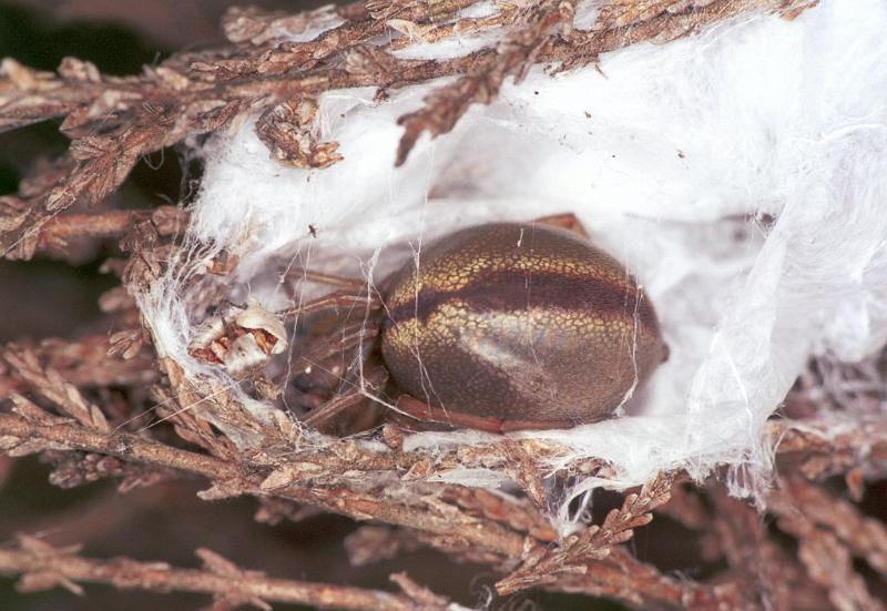 Cheiracanthium_erraticum_F2244_Z_80_Loenen(Gld)_Nederland.jpg
