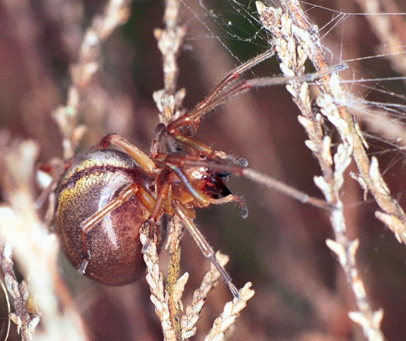 Cheiracanthium_erraticum_F2245_Z_85_Loenen(Gld)_Nederland.jpg