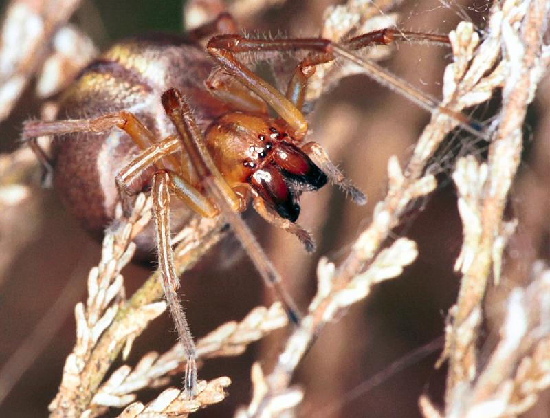 Cheiracanthium_erraticum_F2246_Z_82_Loenen(Gld)_Nederland.jpg