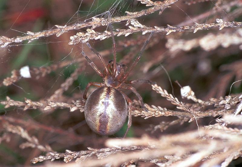 Cheiracanthium_erraticum_F2248_Z_75_Loenen(Gld)_Nederland.jpg