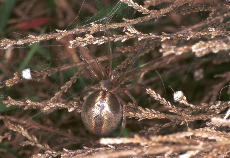 Cheiracanthium_erraticum_F2249_Z_76_Loenen(Gld)_Nederland.jpg