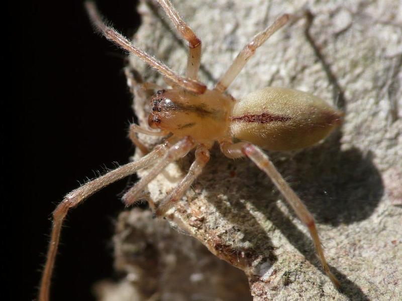Cheiracanthium_gilvum_D6407_Z_88_Brisbane_Australie.jpg
