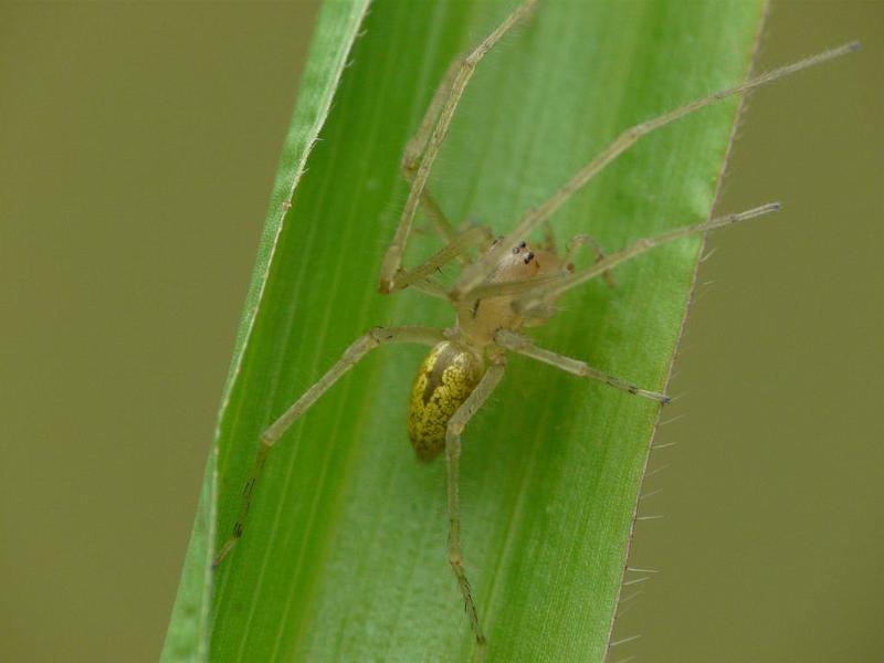 Cheiracanthium_gracile_D6438_Z_88_Brisbane_Australie.jpg