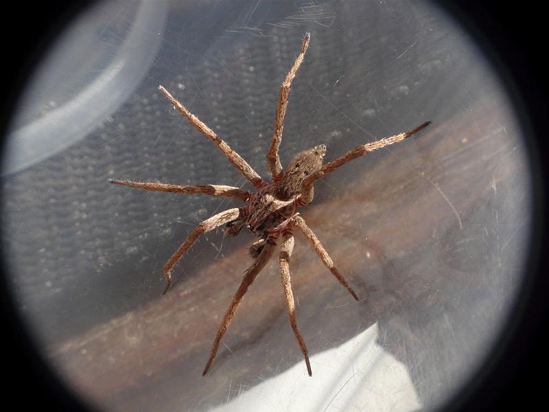 Mituliodon_tarantulinus_D6777_Z_90_Brisbane_Australie.jpg