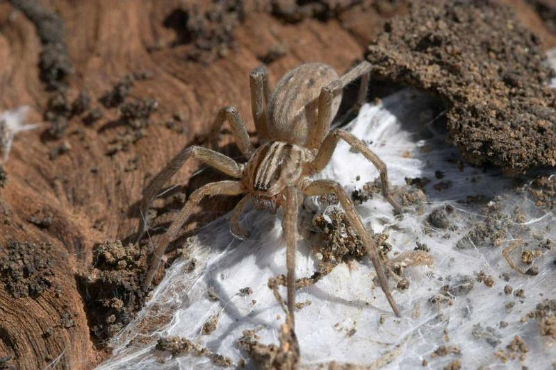 Miturga_lineata_D2502_Z_81_-_Australie.jpg