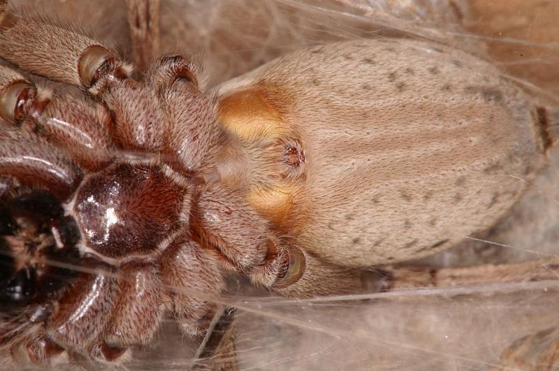 Miturga_lineata_D7197_Z_90_Landweg_Australie.jpg