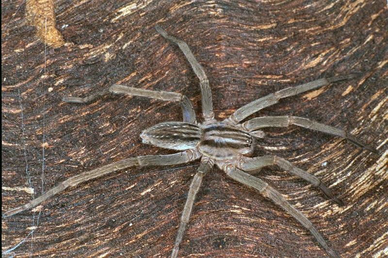 Miturga_lineata_F0873_Z_80_Giru_Australie.jpg