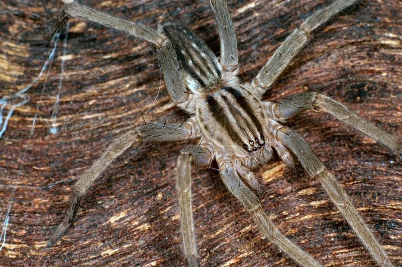 Miturga_lineata_F0874_Z_88_Giru_Australie.jpg