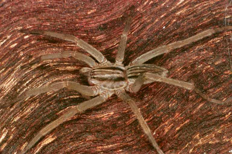 Miturga_lineata_RF0559_Z_80_Daintree-Giru_Australie.jpg
