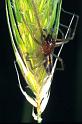 Cheiracanthium_ZZ157_P1305_D_81_Kalamata_Griekenland
