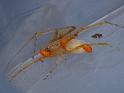 Cheiracanthium_ZZ529_D6677_Z_87_Brisbane_Australie