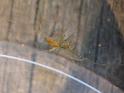 Cheiracanthium_ZZXYX_D6473_Z_88_Brisbane_Australie